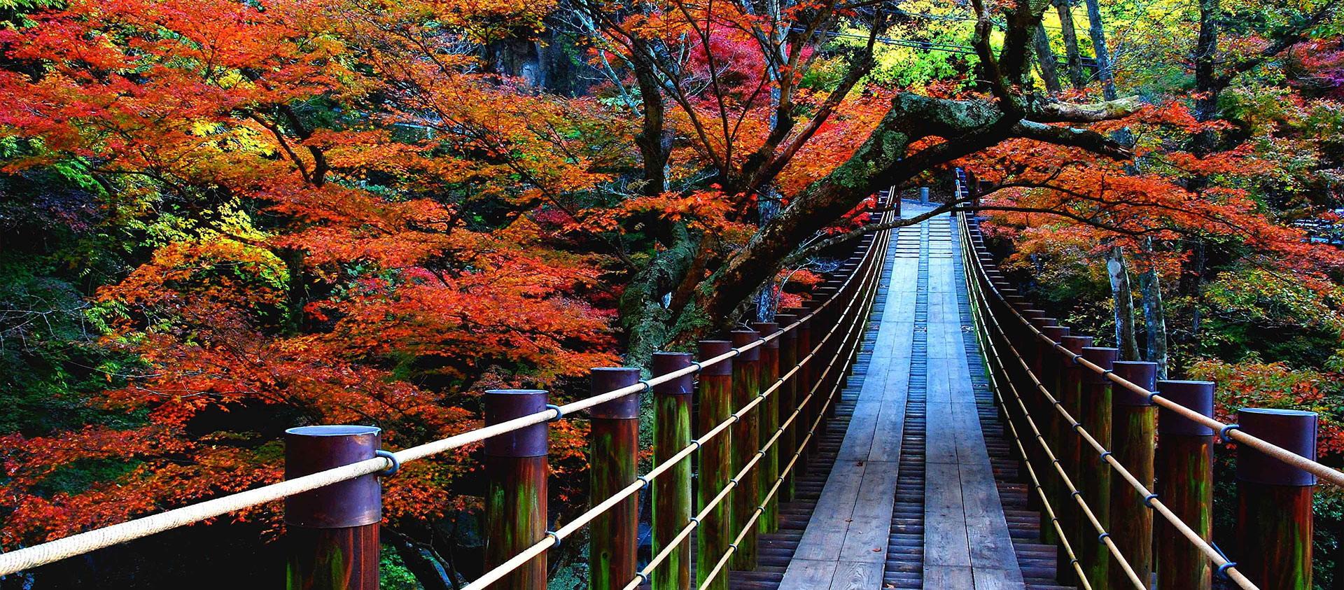 紅葉イメージ
