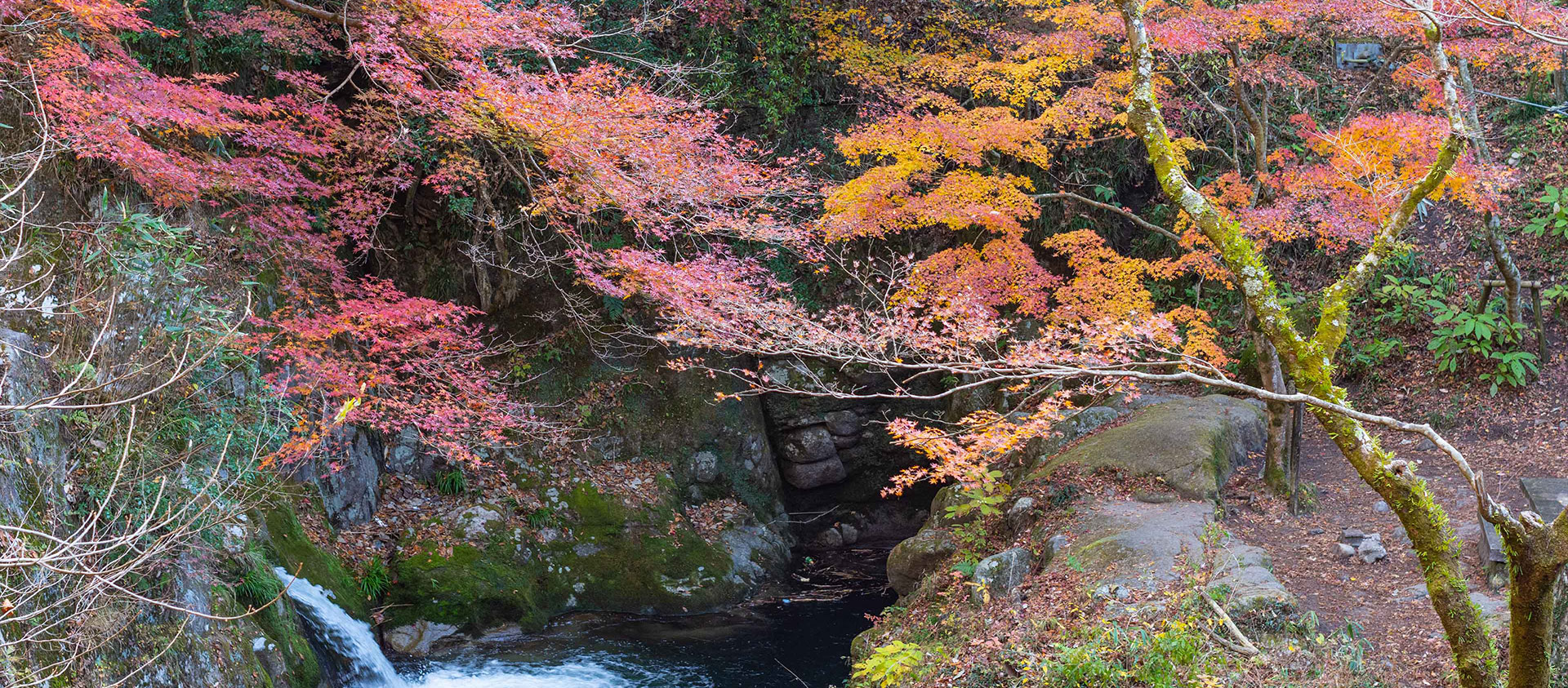 紅葉イメージ