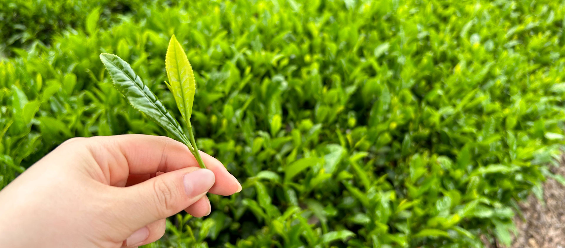 奥久慈茶イメージ