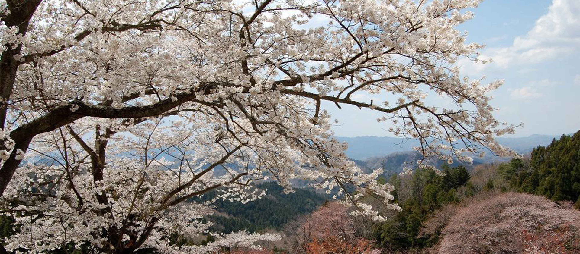 沓掛峠の山桜