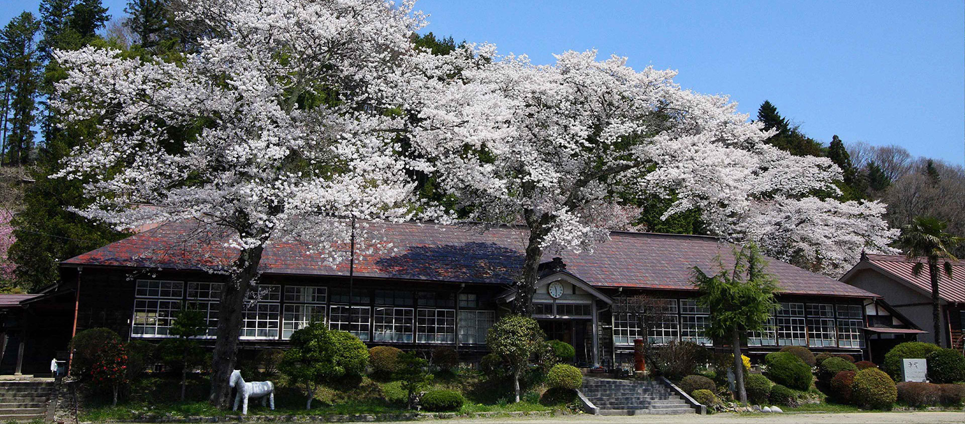 旧上岡小学校の桜
