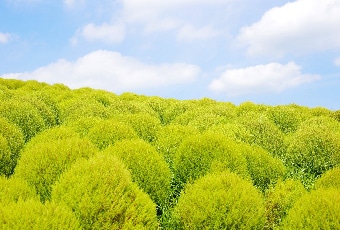 夏の晴れた空と草木