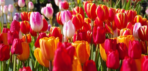 チューリップの花畑