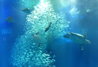 アクアワールド茨城県大洗水族館